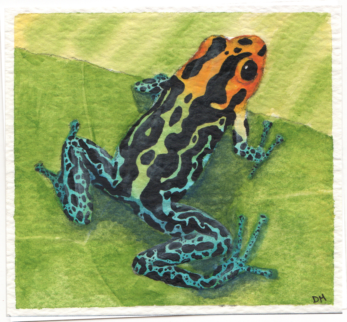 Dart Frog